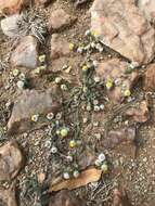 Image de Helichrysum argyrosphaerum DC.