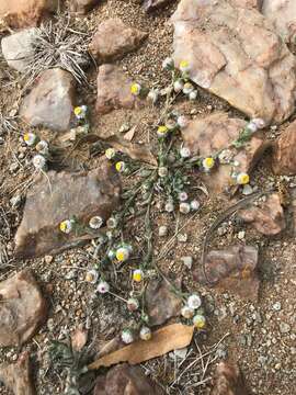 Image de Helichrysum argyrosphaerum DC.