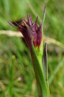 صورة Dianthus pontederae A. Kerner