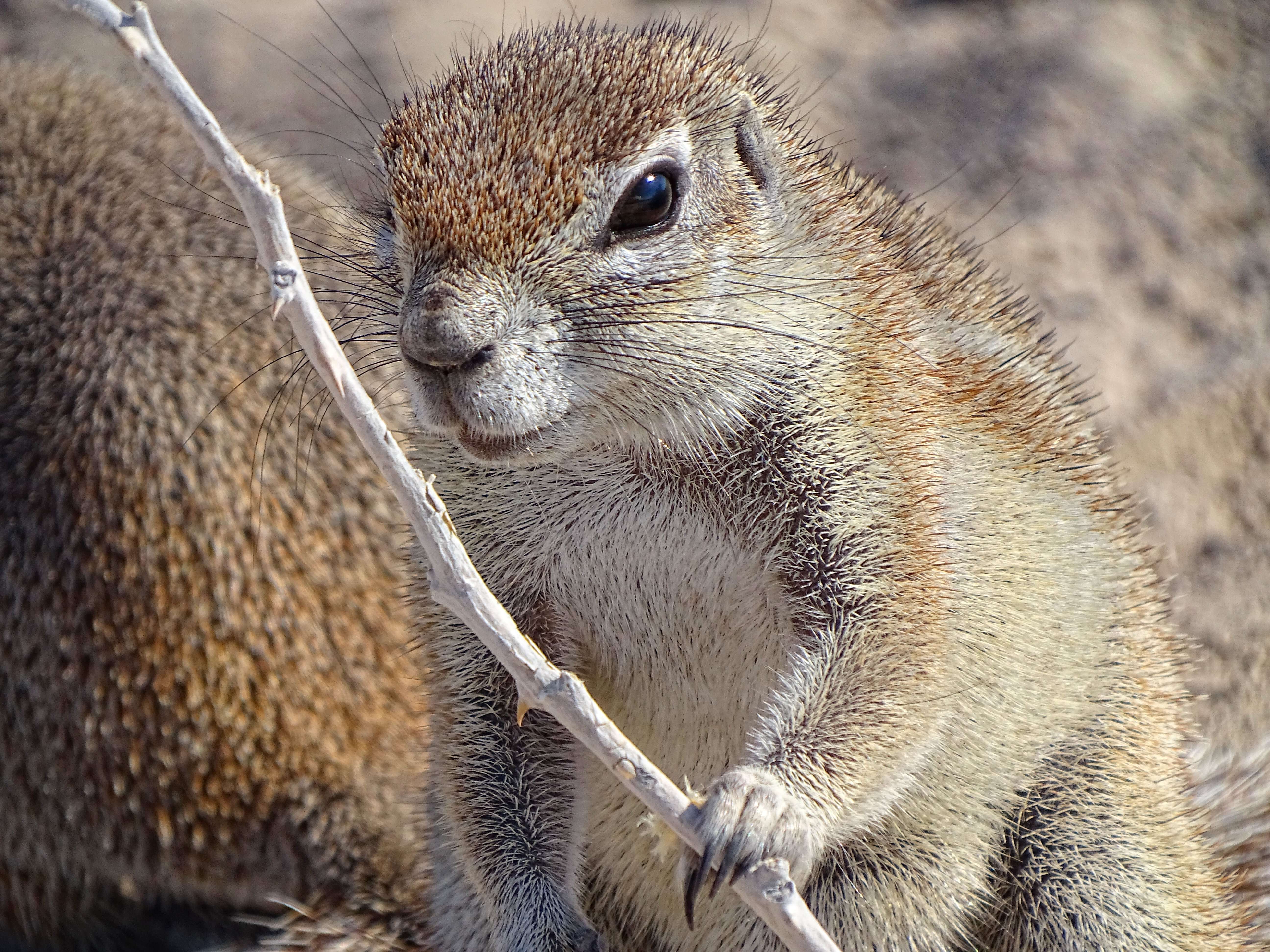 Image of Damara Ground Squirrel