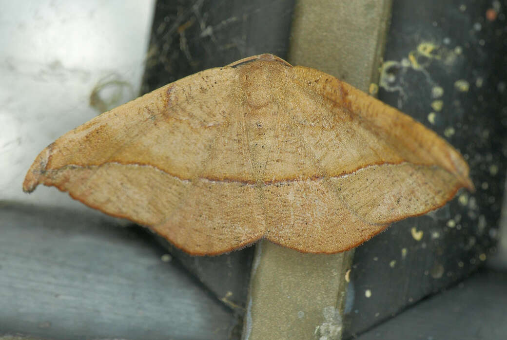 Image of Juniper-twig Geometer