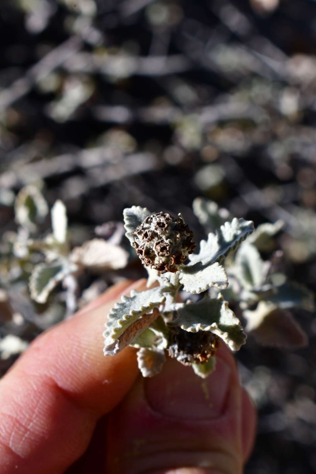 Image de Buddleja marrubiifolia Benth.