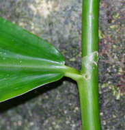 Image of Costus claviger Benoist