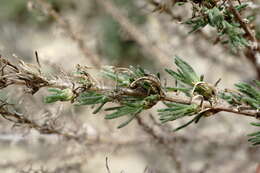 Nitrosalsola laricina (Pall.) Theodorova resmi