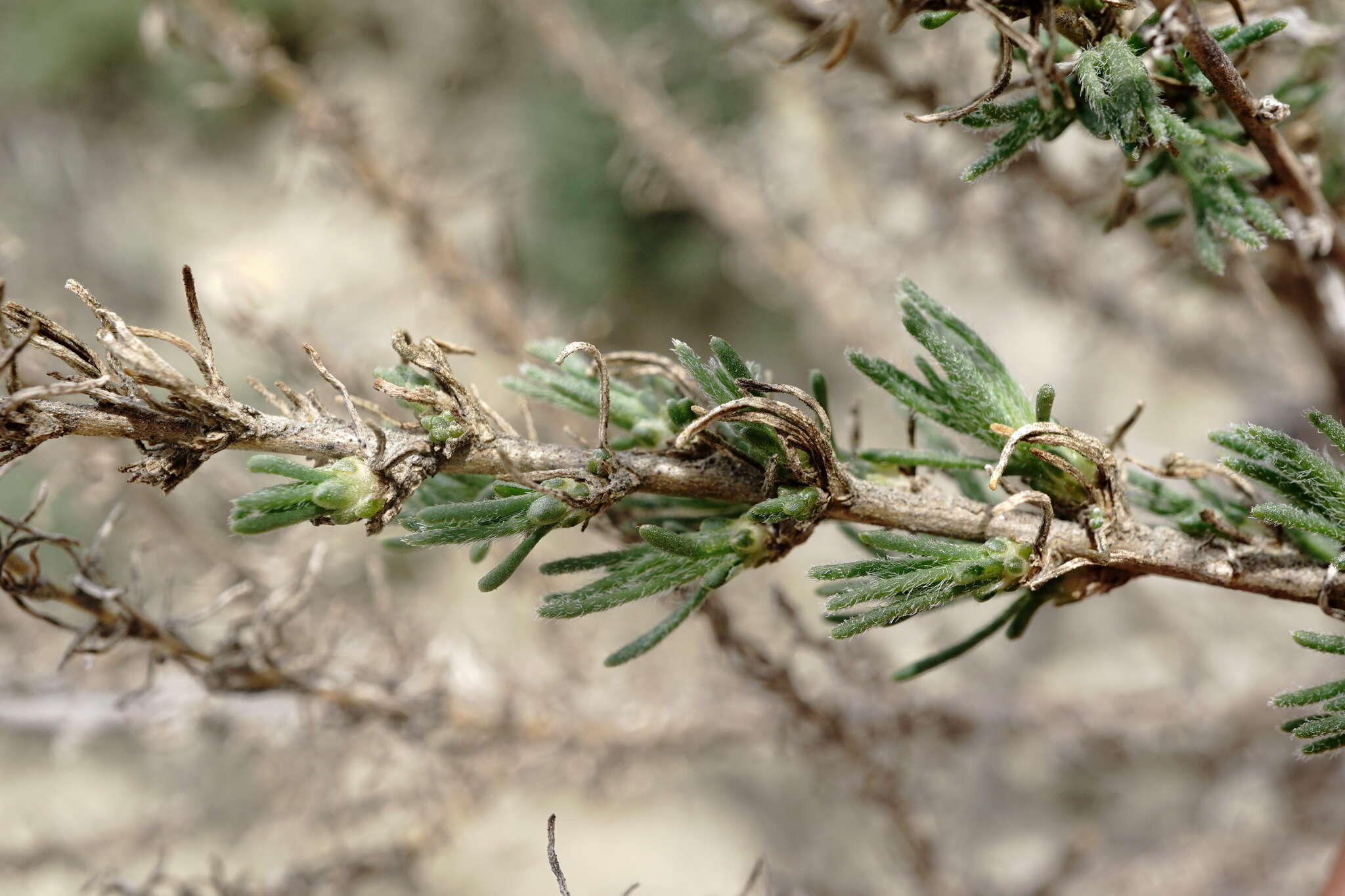 Sivun Nitrosalsola laricina (Pall.) Theodorova kuva