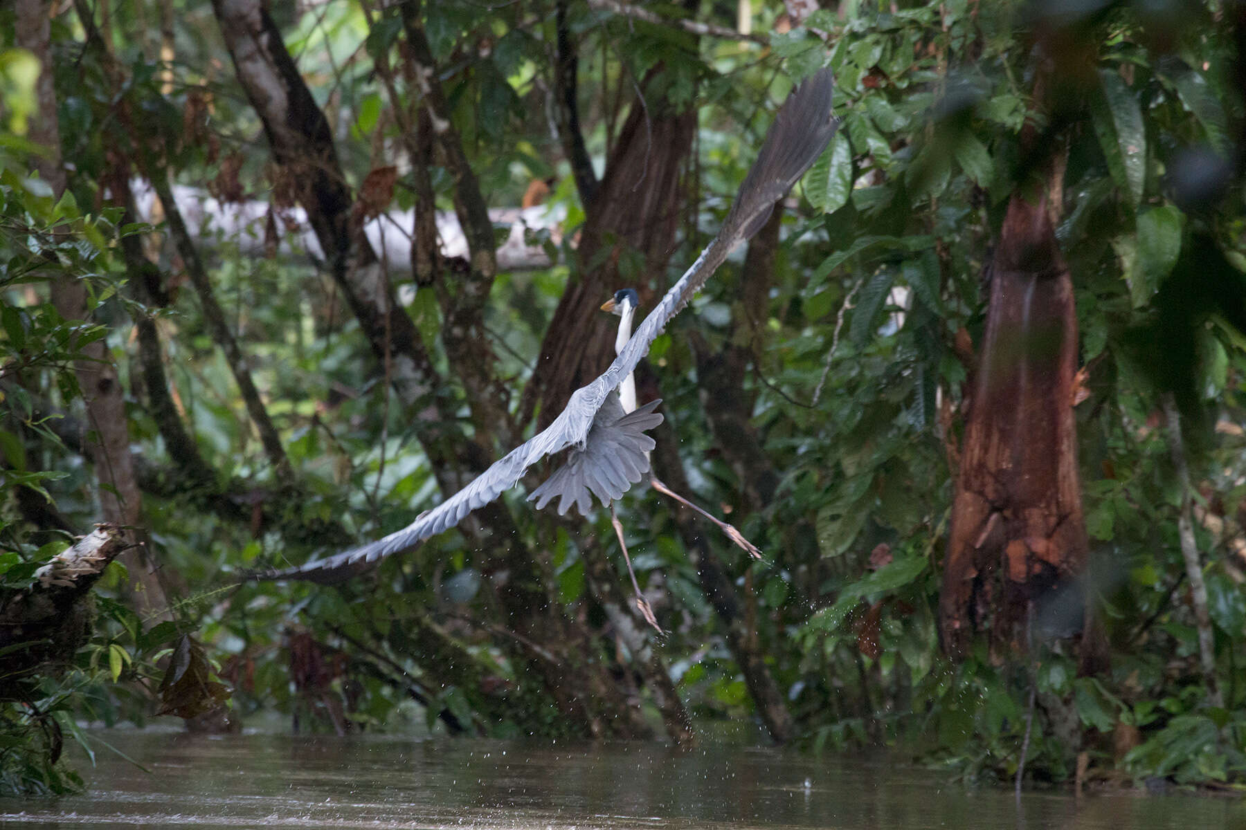 Image of Cocoi Heron