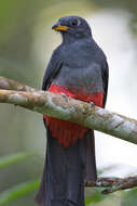 Image of Black-tailed Trogon