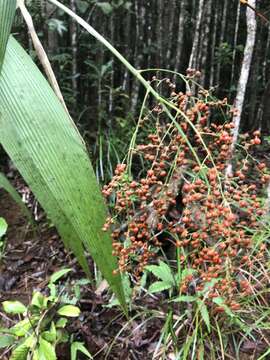 Image of Joinvillea plicata (Hook. fil.) Newell & B. C. Stone