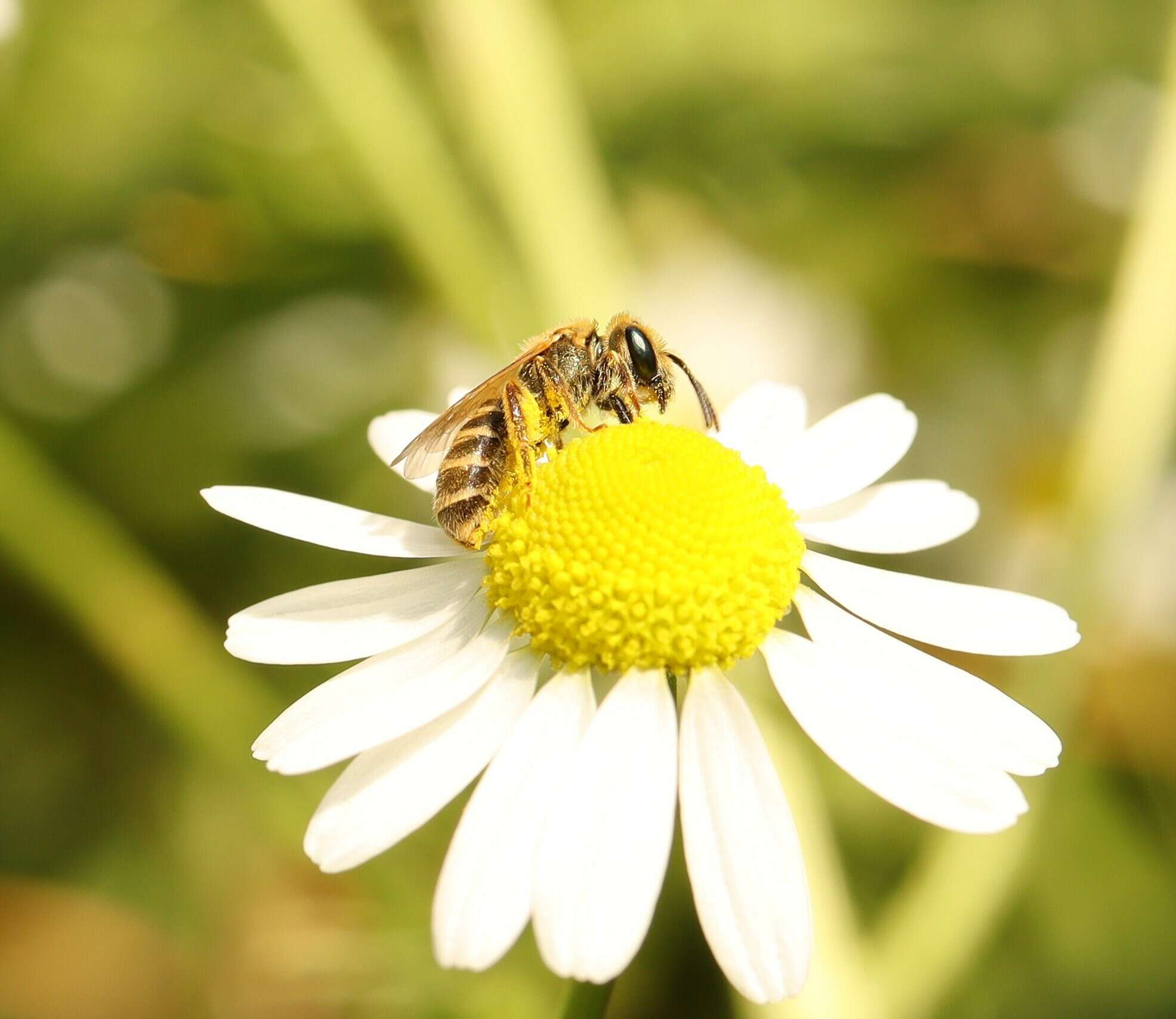 Image of Golden Furrow Bee
