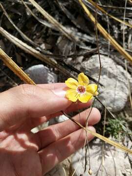 Imagem de Linum vernale Woot.