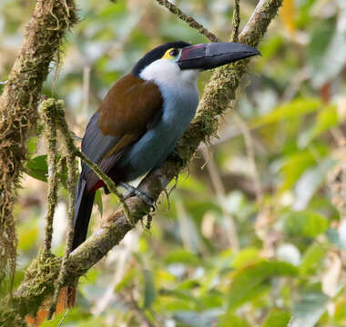 Image of Black-billed Mountain Toucan