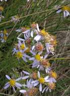 Plancia ëd Galatella sedifolia (L.) Greuter