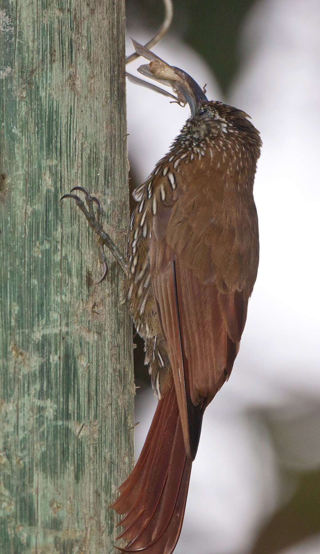 Image of Strong-billed Woodcreeper