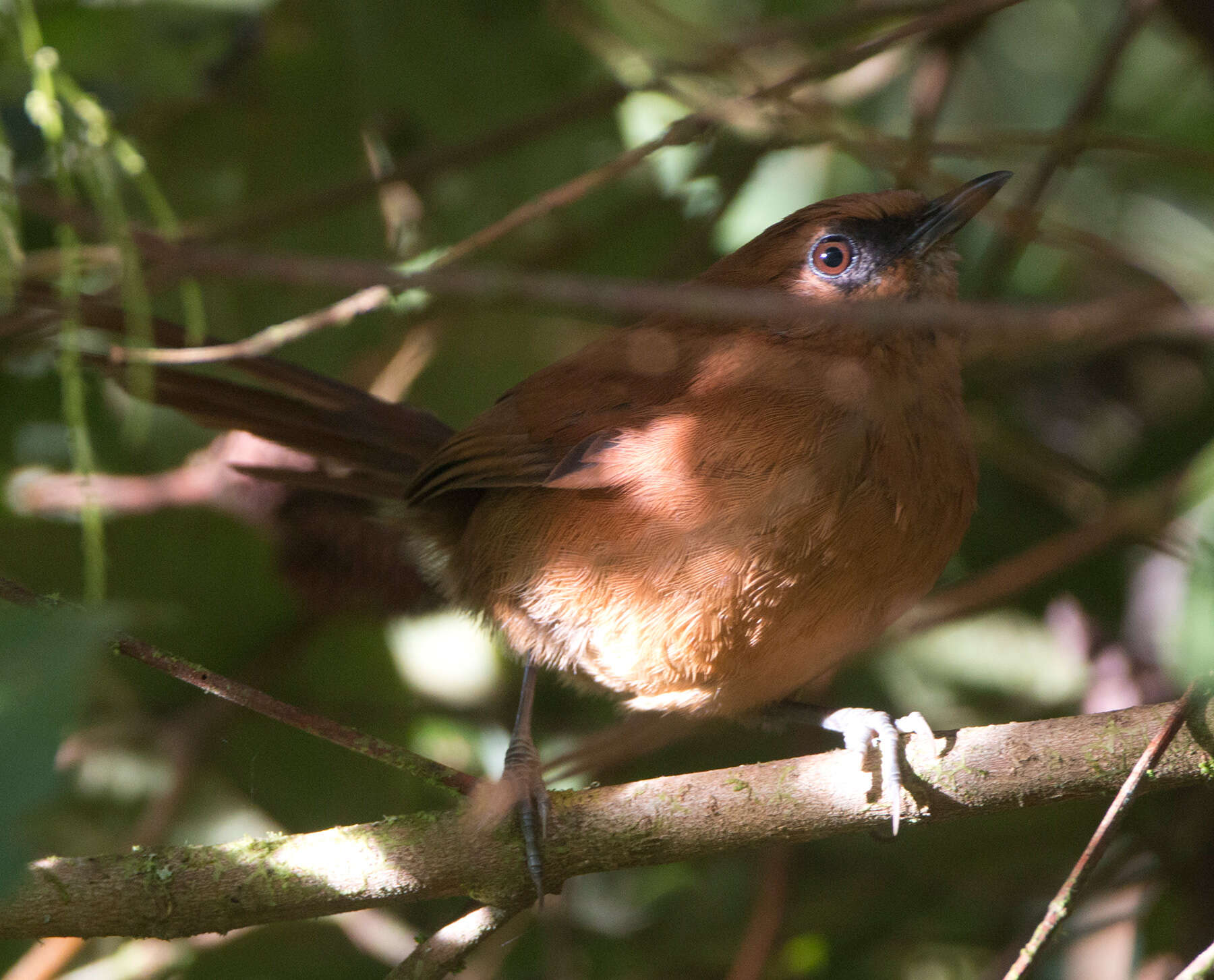 Image of Rufous Spinetail