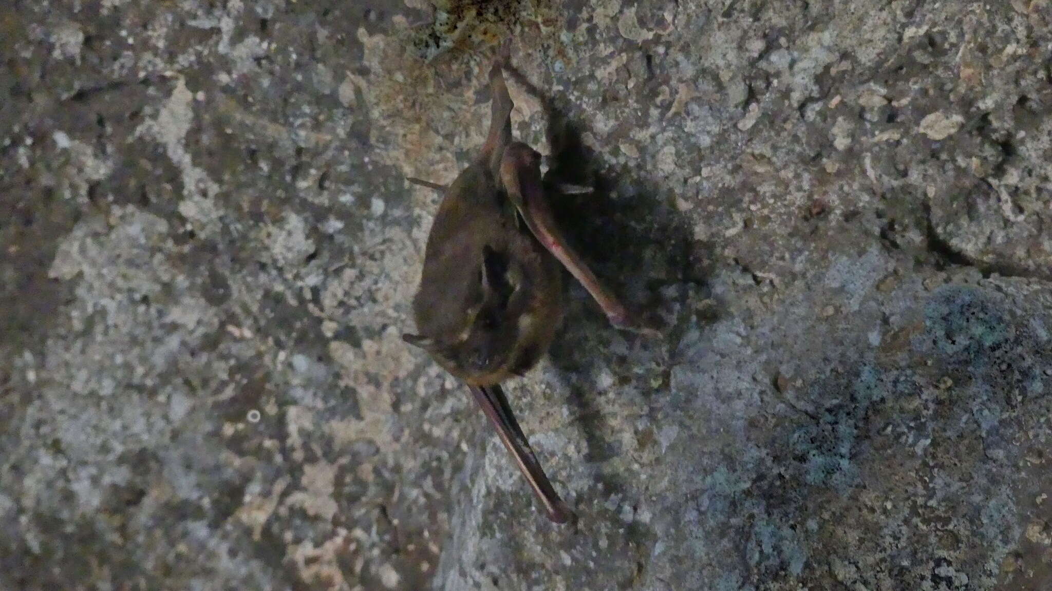 Image de Black-bearded Tomb Bat