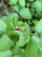 Image of Poison ivy rust