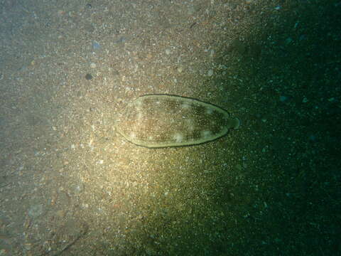 صورة Synapturichthys