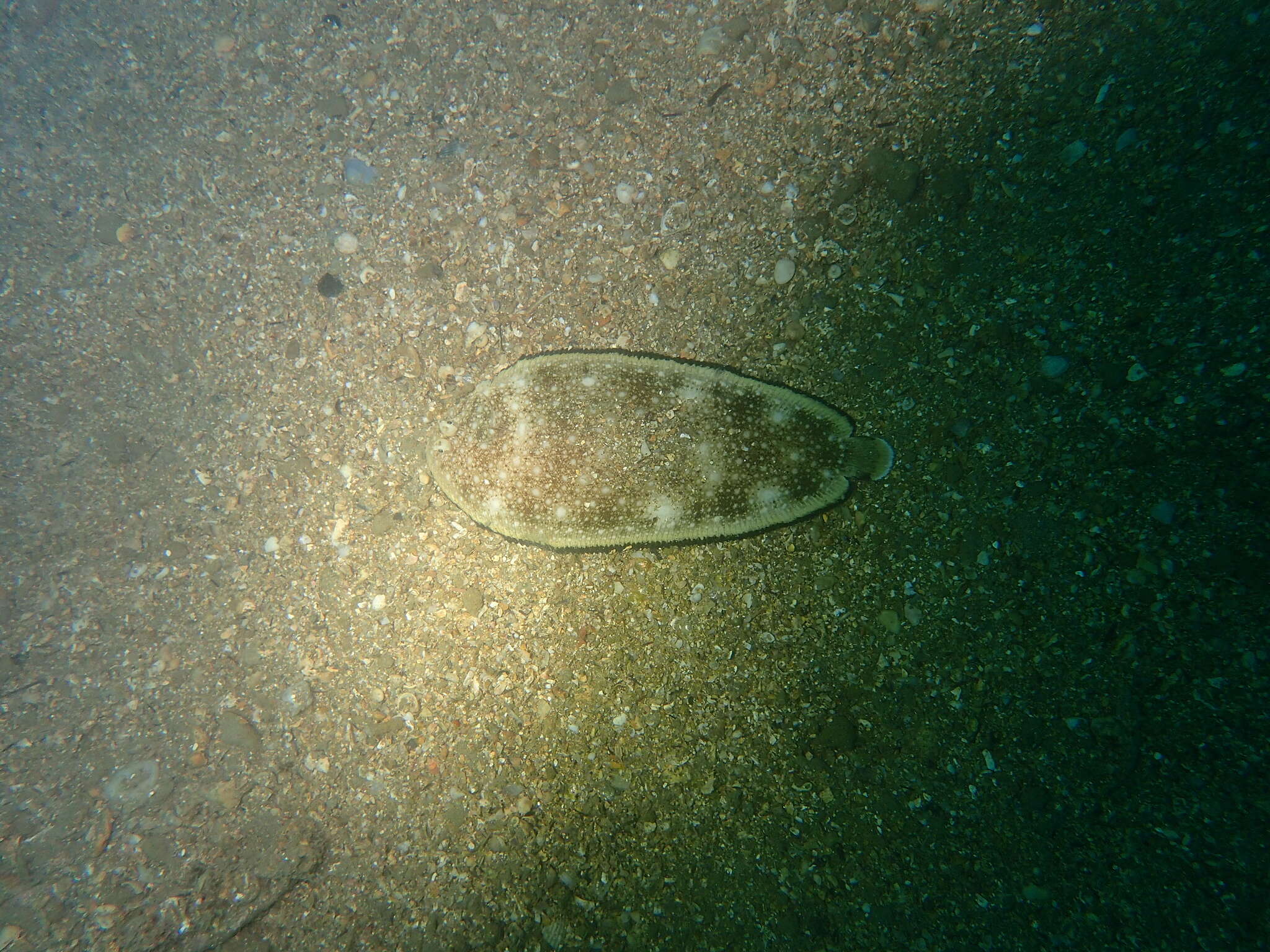 Image of Synapturichthys