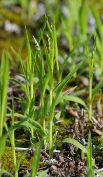 Image of Gattinger's Panic Grass