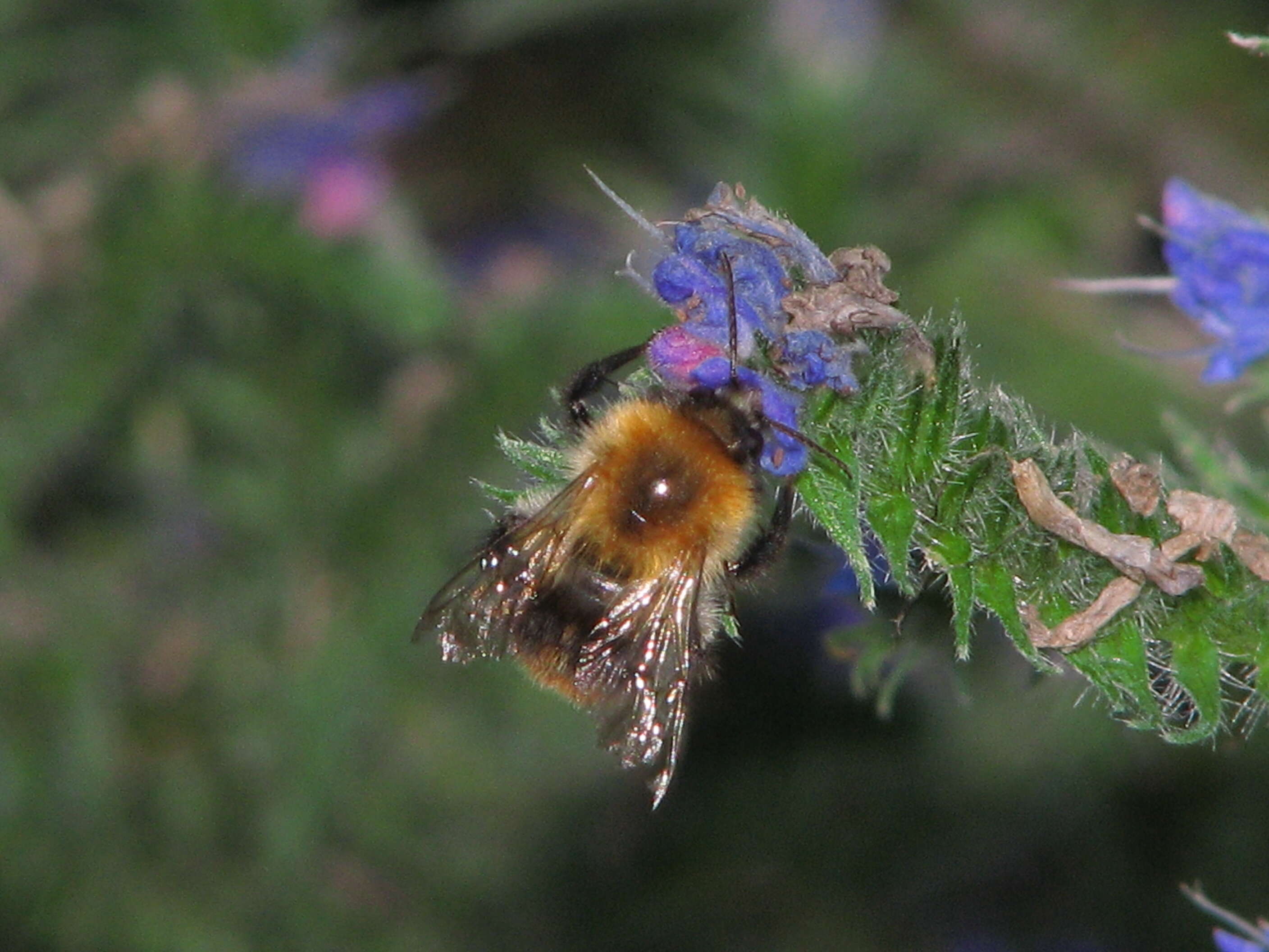 Imagem de Echium vulgare L.