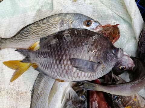 Image of Peruvian chromis