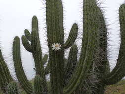 Image of Toothpick Cactus