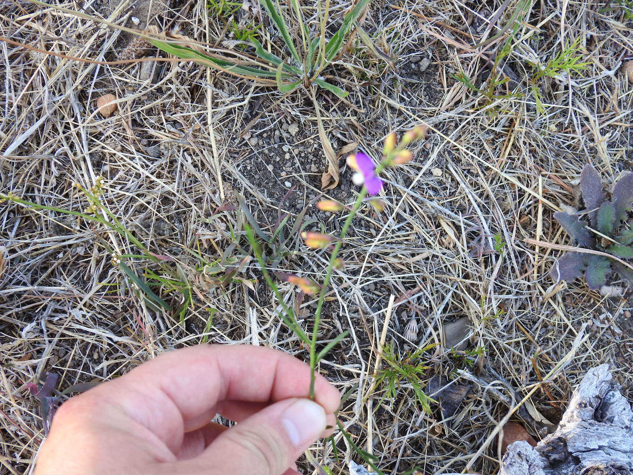 Image of Polygala garcinii DC.