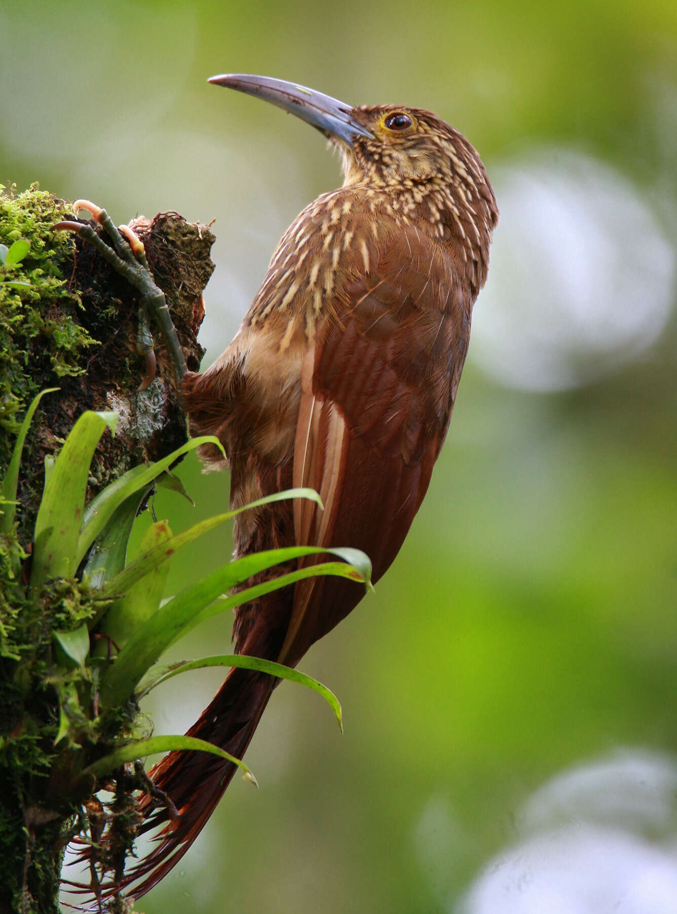 Image of Strong-billed Woodcreeper