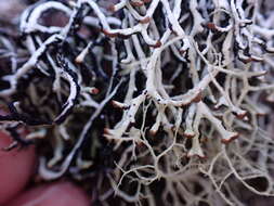 Слика од Hypogymnia duplicata (Ach.) Rass.