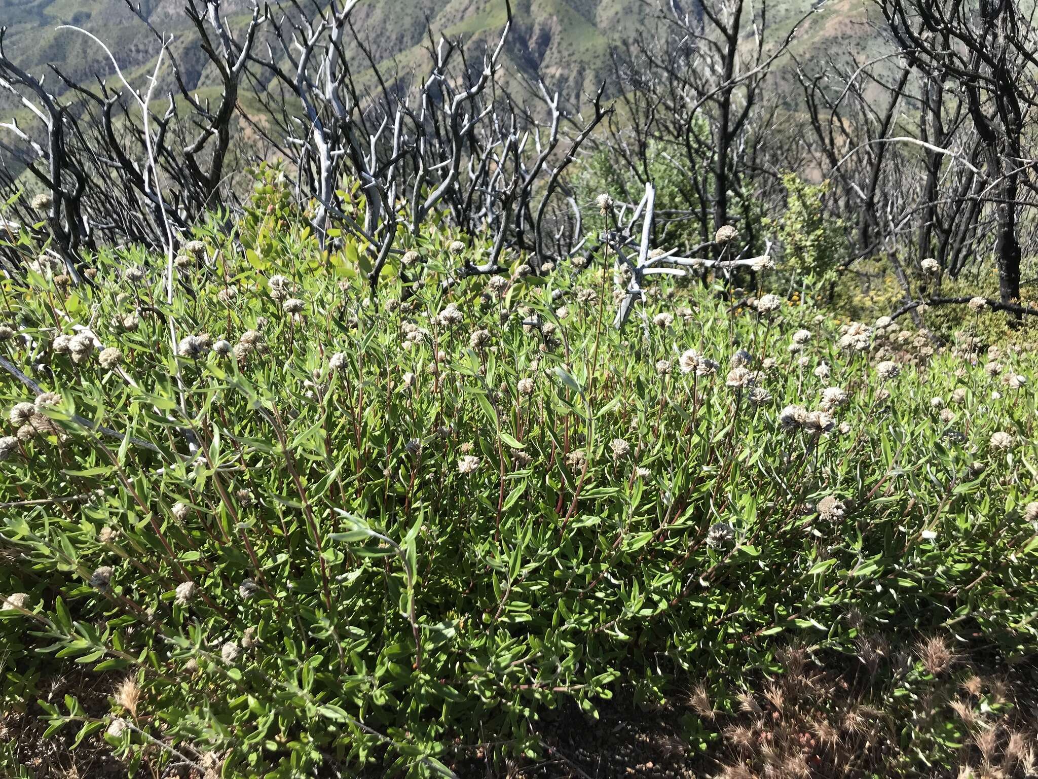 Image of thickleaf monardella