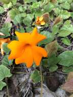 Image of Thunbergia gregorii S. Moore