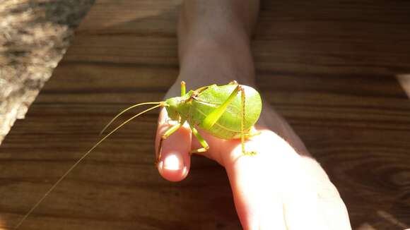 Image of western true katydids