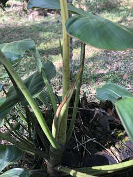 Philodendron loefgrenii Engl.的圖片