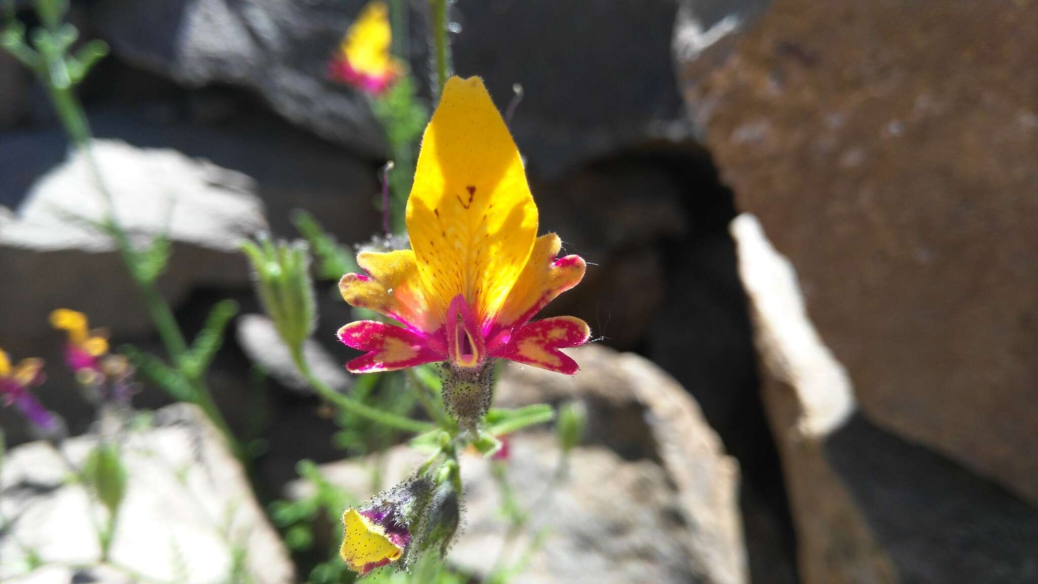 Imagem de Schizanthus coccineus (Phil.) J. M. Watson