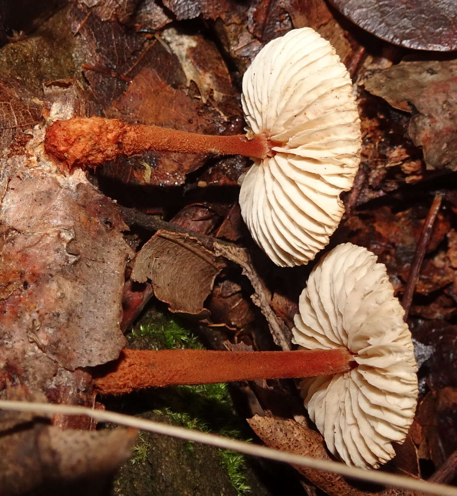 Image of Gymnopus spongiosus (Berk. & M. A. Curtis) Halling 1996