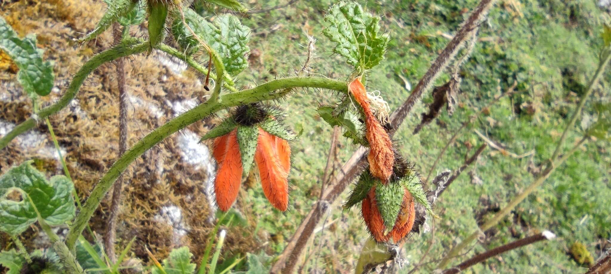 Image of Nasa ranunculifolia subsp. cymbopetala (Urb. & Gilg) Weigend