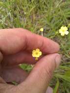 Image of Linum floridanum var. floridanum