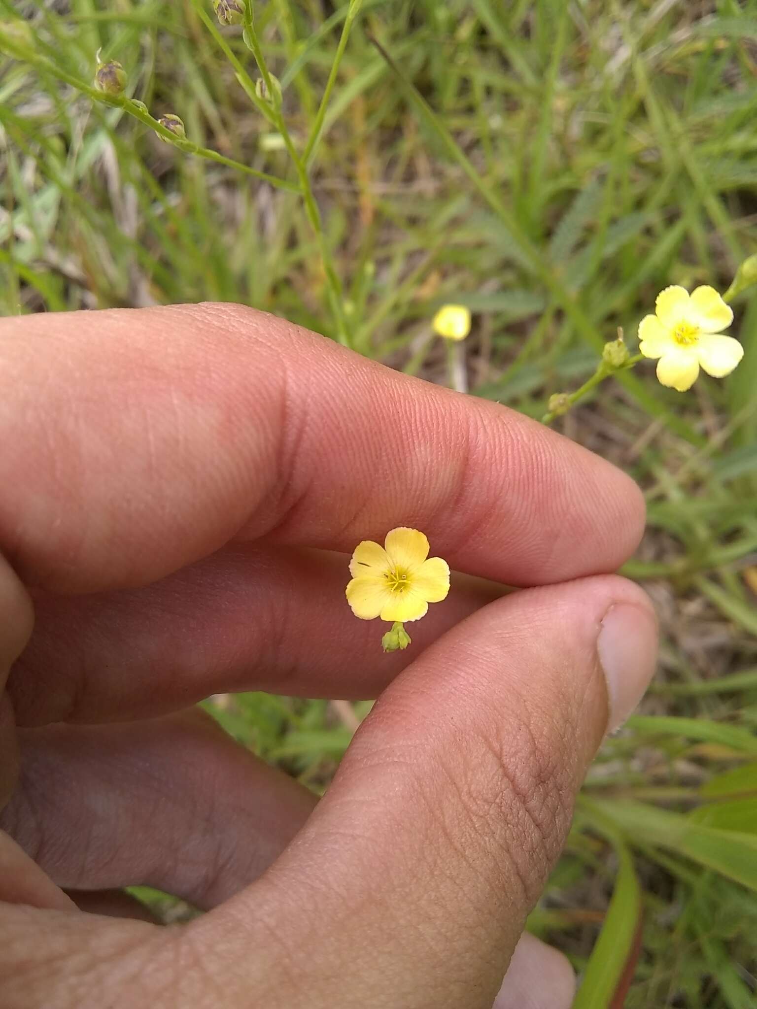 Imagem de Linum floridanum var. floridanum