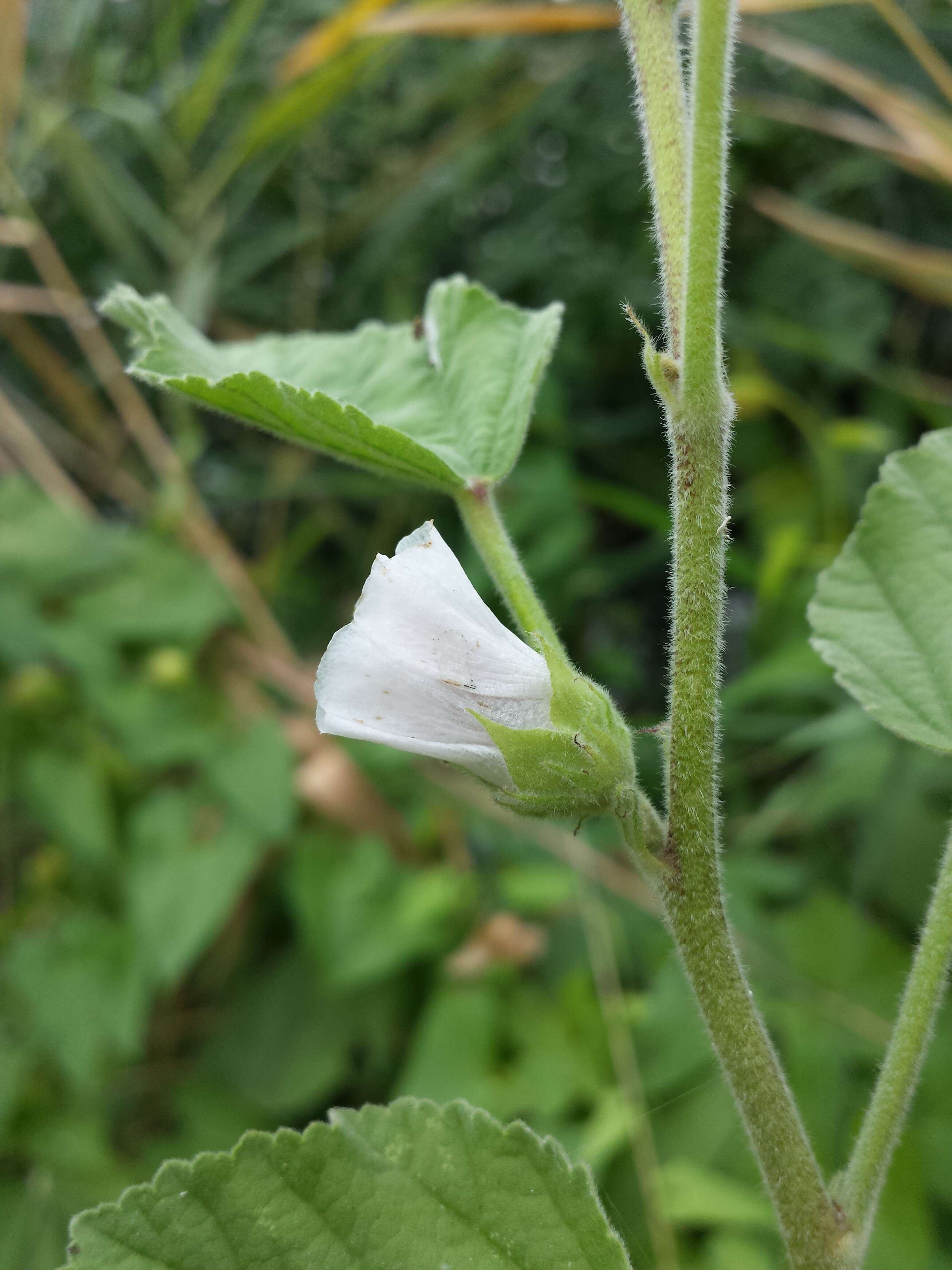 Image of Marshmallow