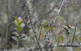 Plancia ëd Phyllomyias nigrocapillus (Lafresnaye 1845)