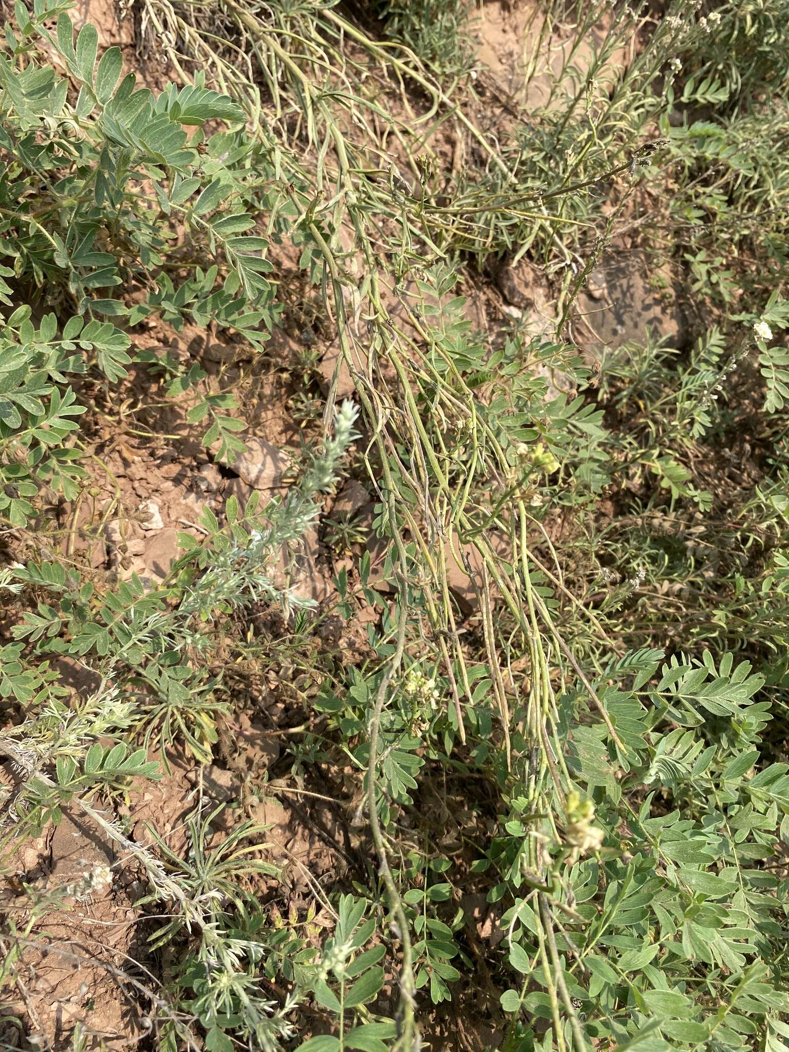 Image of Erysimum flavum (Georgi) Bobrov