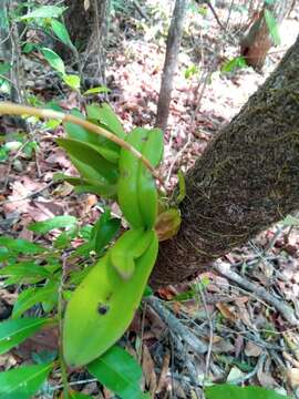 صورة Bulbophyllum rubrum Jum. & H. Perrier