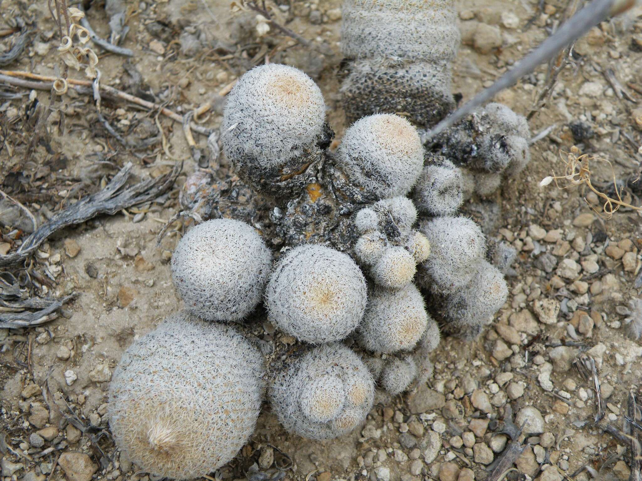 Image of Epithelantha greggii subsp. polycephala