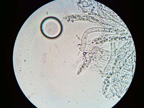 Imagem de Calycina lactea (Sacc.) Baral, R. Galán & Platas 2013