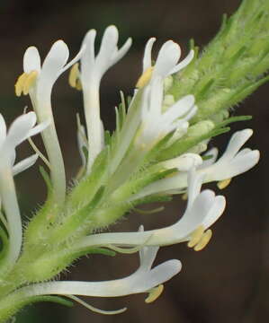 Image of Dischisma ciliatum (Berg.) Choisy