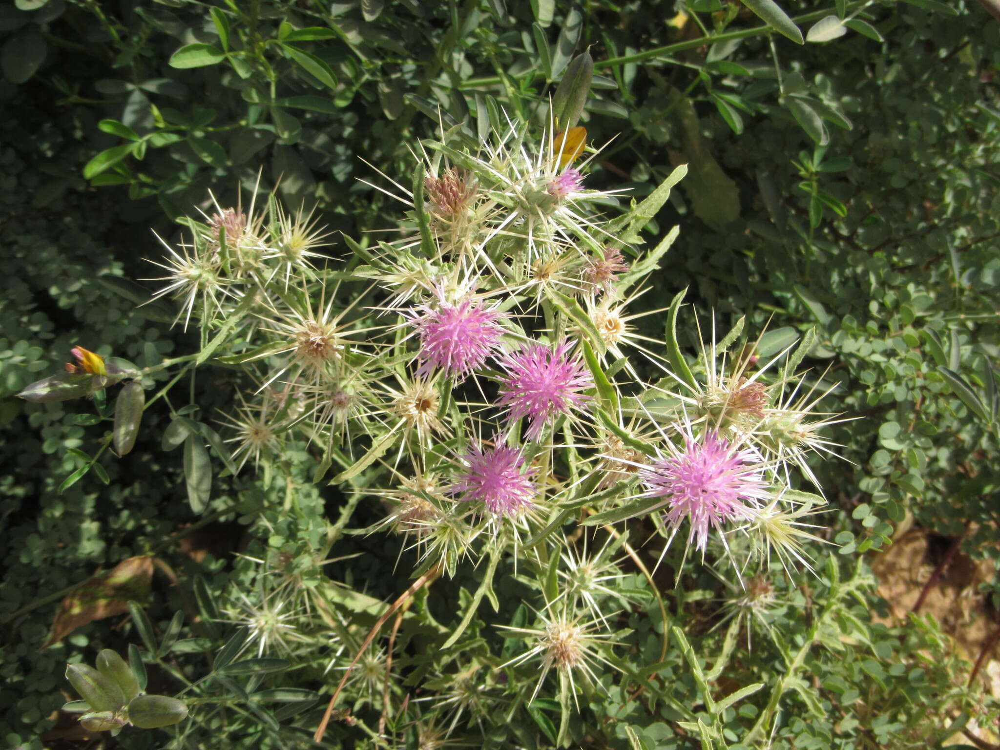 Image of Centaurea senegalensis DC.