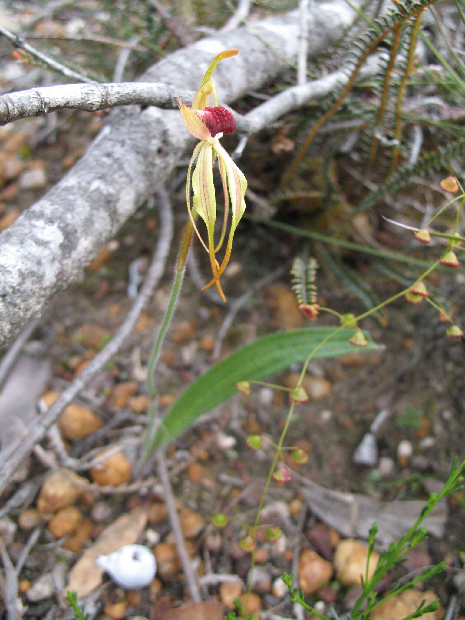 Image of Stumpy spider orchid