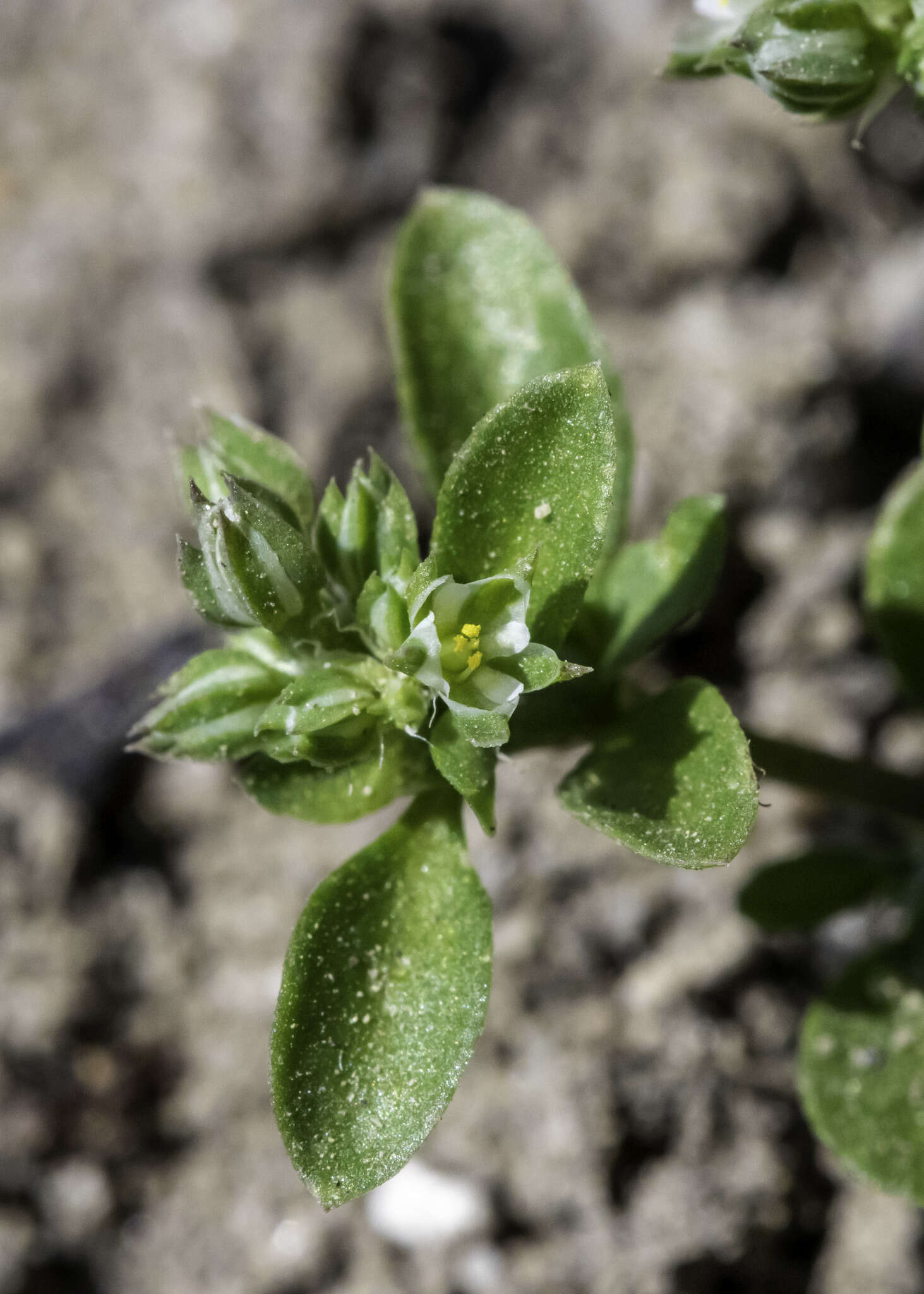 Imagem de Polycarpon tetraphyllum subsp. tetraphyllum