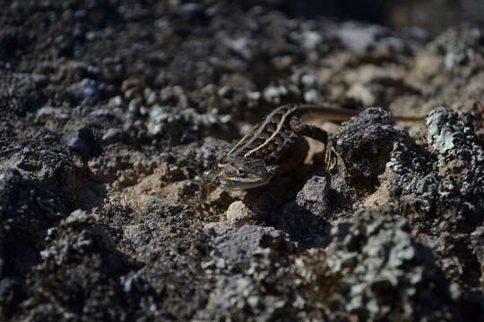 صورة Sceloporus aeneus Wiegmann 1828