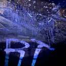 Image of Southern Queensland Glow Worm